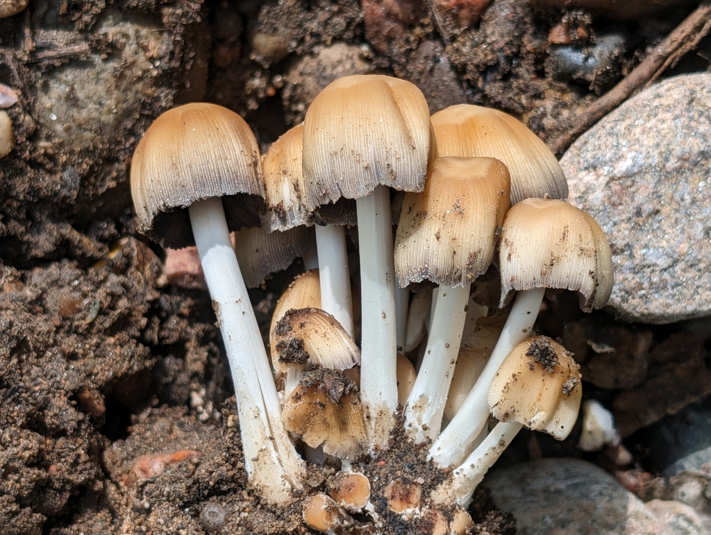 Coprinellus micaceus